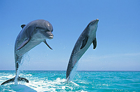 宽吻海豚,一对,跳跃,洪都拉斯