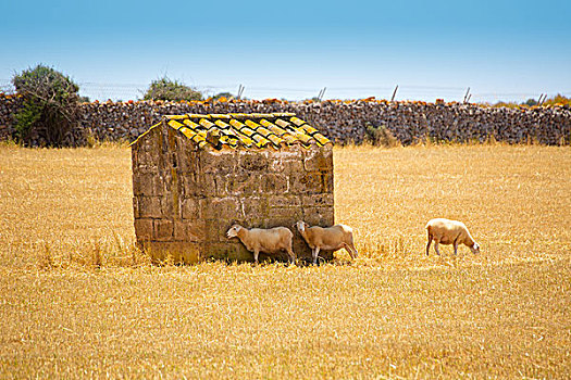 米诺卡岛,绵羊,成群,放牧,金色,干燥,草地,巴利阿里群岛