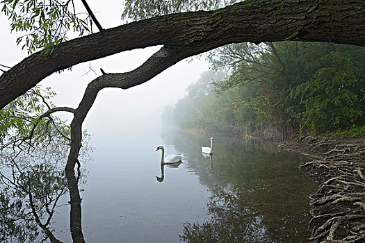 疣鼻天鹅,天鹅,湖,晨雾,黑森州,德国