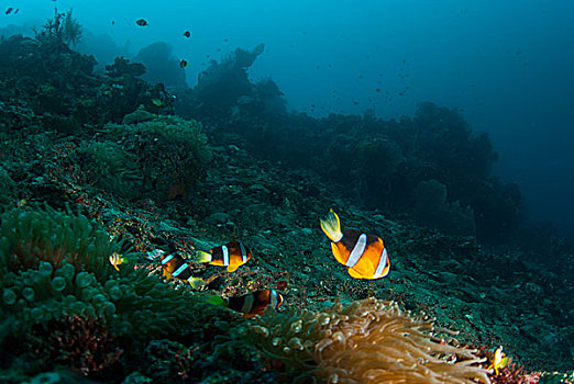 水下,珊瑚,鱼,植物,巴厘岛