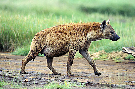 斑鬣狗,女性,走,马赛马拉,公园,肯尼亚