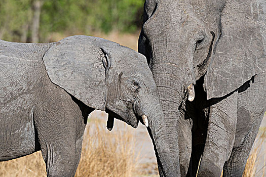 幼小,母亲,大象,非洲象,象鼻,一起,奥卡万戈三角洲,博茨瓦纳