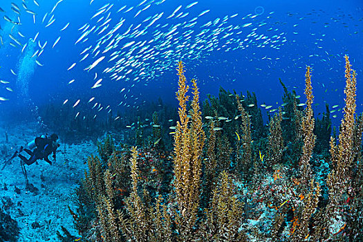 水下视角,潜水,看,鱼群,沙丁鱼,游动,上方,礁石,墨西哥