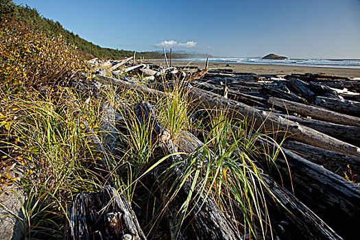 流动,原木,堆积,长滩,乐园,环太平洋国家公园,靠近,不列颠哥伦比亚省,加拿大