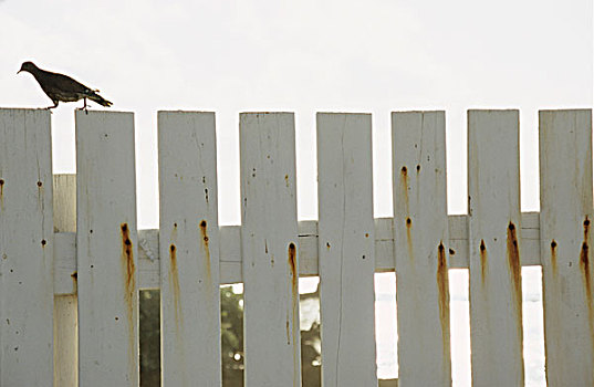 鸟,栅栏