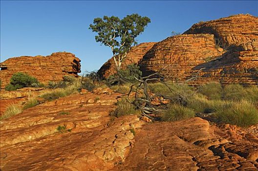 国王峡谷,边缘,走,排列,砂岩,国家公园,北领地州,澳大利亚