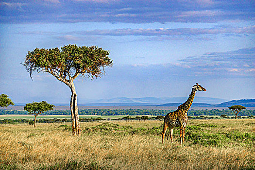 肯尼亚马赛马拉长颈鹿