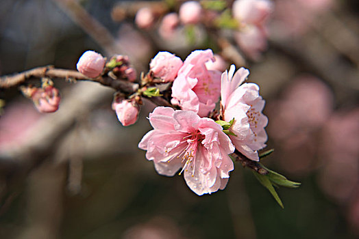 碧桃,千叶桃花,桃花