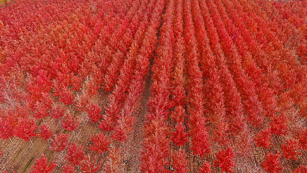 山东省日照市,航拍3500亩美国红枫,色彩斑斓犹如打翻调色板