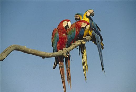蓝黄金刚鹦鹉,黄蓝金刚鹦鹉,红绿金刚鹦鹉,绿翅金刚鹦鹉,混合,群,栖息,枝头,亚马逊地区,生态系统,巴西
