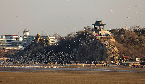 海鸥,候鸟,集中,大量,密集,成群结队,庞大,迁徙,北戴河,湿地,栖息,密密麻麻,保护,沙滩,海滩,背景,轮廓,线条