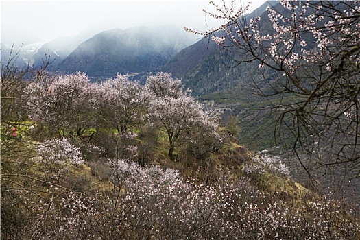 野桃花观赏圣地索松村