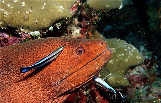裂唇鱼,清洁,海鳗,阿里环礁,马尔代夫,侧面