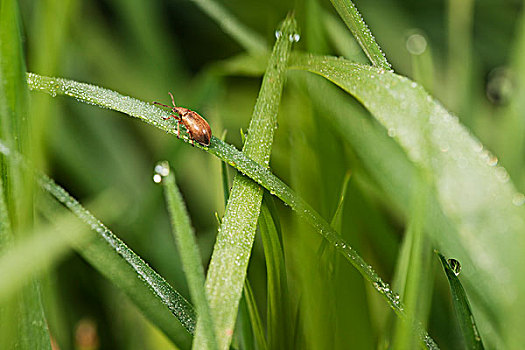 象鼻虫,草