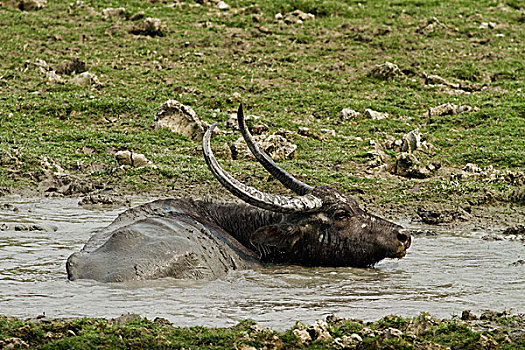 野生,水牛,泥,水池,卡齐兰加国家公园,印度