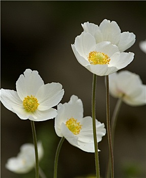 日本银莲花,白头翁