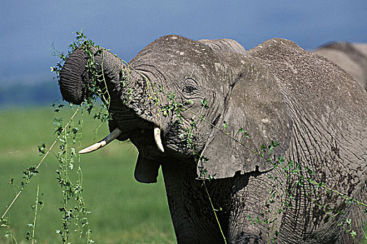 非洲象,成年,吃,高草,马赛马拉,公园,肯尼亚