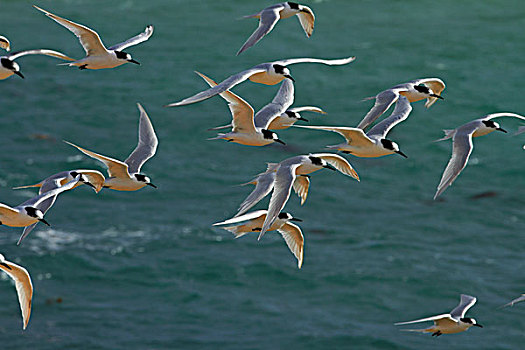 燕鸥,奥塔哥,港口,南岛,新西兰