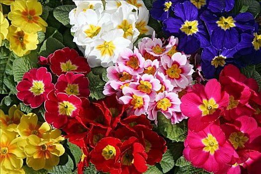 花,樱草花,杂交品种,不同,彩色,樱草属植物