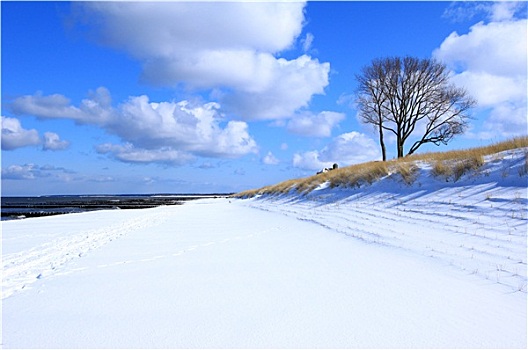 海岸,冬天,阿伦斯霍普