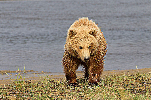 棕熊,一岁,幼兽,湾,卡特麦国家公园,阿拉斯加,美国
