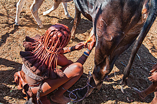 辛巴族妇女,挤奶,母牛,考科韦尔德,纳米比亚,非洲