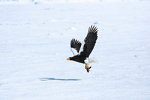 虎头海雕,飞,浮冰