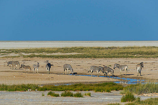 斑马,马,水坑,边缘,埃托沙国家公园,纳米比亚,非洲