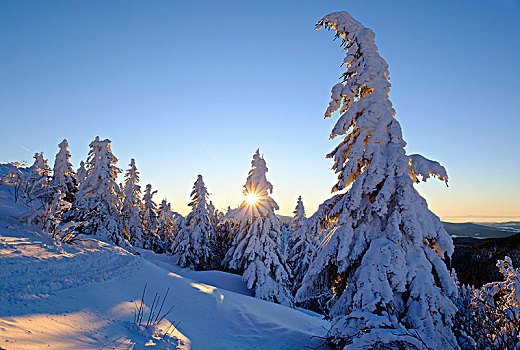 日出,积雪,松树,格罗塞尔,巴伐利亚森林,下巴伐利亚,巴伐利亚,德国,欧洲