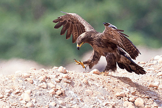 西伯利亚草原鹰,幼小,翼,佐法尔,阿曼,亚洲