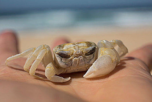 局部,手,男孩,拿着,螃蟹,海滩,新南威尔士,澳大利亚
