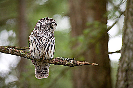 横斑林鸮,猎捕,枝条,维多利亚,温哥华岛,不列颠哥伦比亚省,加拿大