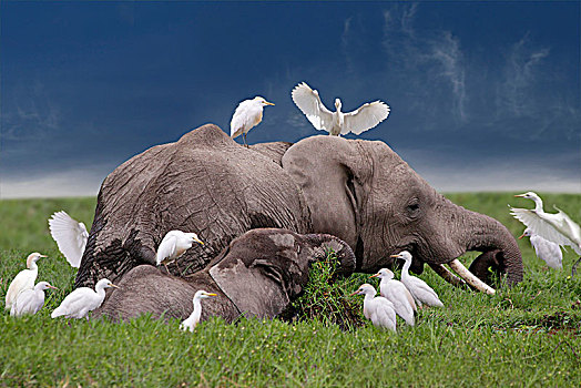 非洲,灌木,大象,非洲象,成年,幼小,侧面视角,沼泽,安伯塞利国家公园,肯尼亚,东非