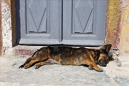 睡觉,狗,锡拉岛,希腊
