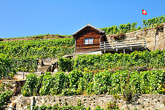 葡萄酒,房子,葡萄园,拉沃,沃州,瑞士,欧洲