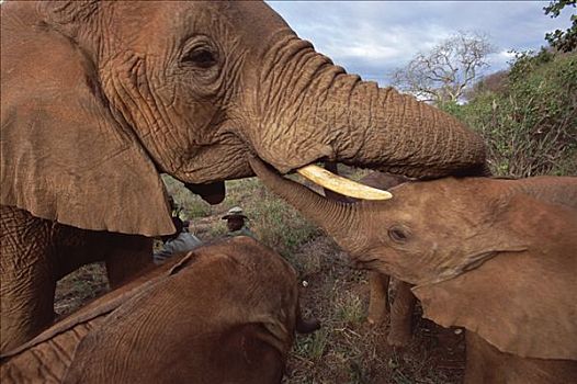 非洲象,孤儿,东察沃国家公园,肯尼亚