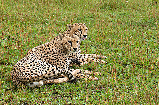 两个,印度豹,马赛马拉国家保护区,肯尼亚,非洲