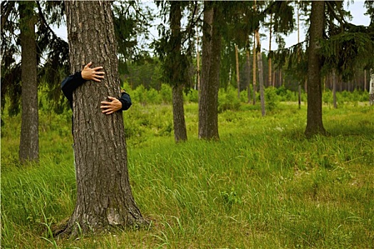 男人,搂抱,巨树,树林