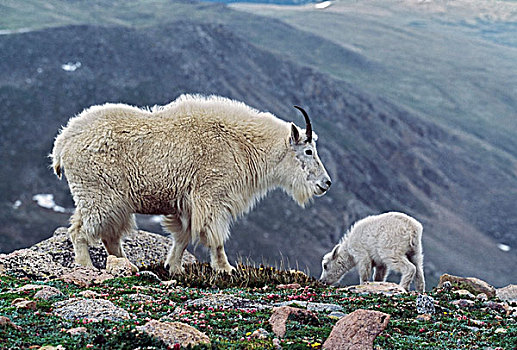 石山羊,雪羊,母羊,幼仔,高山,苔原