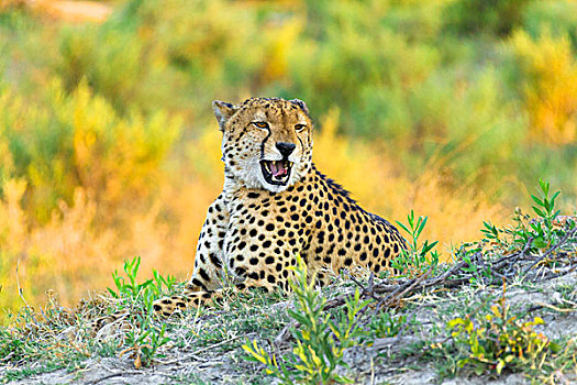 头像,印度豹,猎豹,卧,草,咆哮,奥卡万戈三角洲,博茨瓦纳,非洲