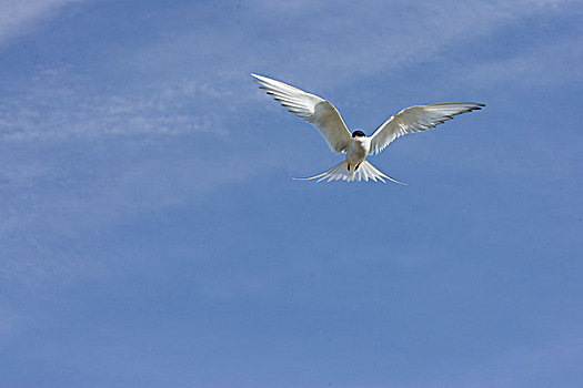 北极燕鸥,悬空,哈得逊湾,加拿大
