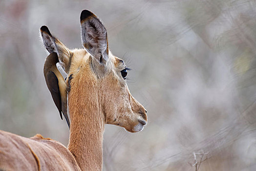 红嘴牛椋鸟,悬挂,颈部,雌性,黑斑羚,克鲁格国家公园,南非,非洲