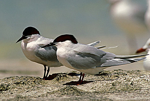 燕鸥,两个,成年人,站立,海滩