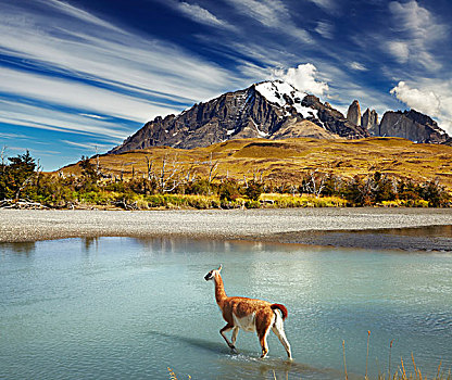 原驼,穿过,河,托雷德裴恩国家公园,巴塔哥尼亚,智利