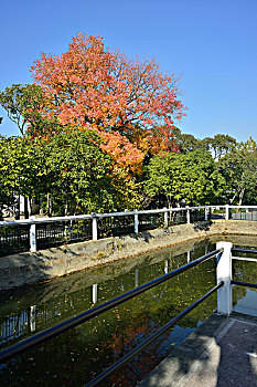 池边的黄连木红叶