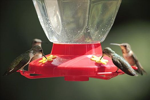 蜂鸟,喂鸟器,不列颠哥伦比亚省,加拿大
