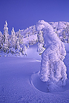 雪,树,灵异,攀升,省立公园,北温哥华,不列颠哥伦比亚省,加拿大