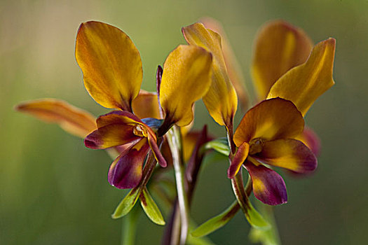 三色堇,兰花,花,模仿,豆类,生活方式,相同,佩思,西澳大利亚州