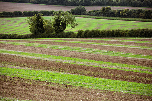 农田,风景,八月,绵延起伏,绿色,褐色,地点,作物,耕地,丰收