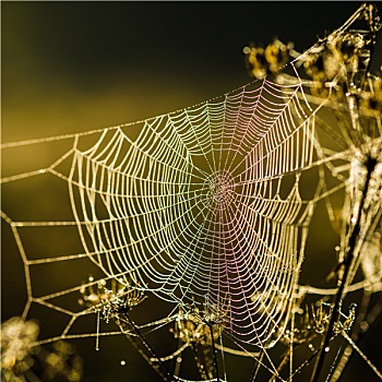 露珠,蜘蛛网,晨光